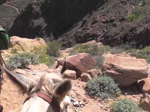 Grand Canyon Mule Trip to Phantom Ranch - YouTube