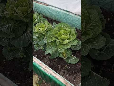 Капуста в Марте.