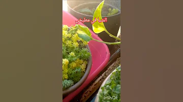 الشيا في مطبخي Environnementprotection الجمال الصحة 