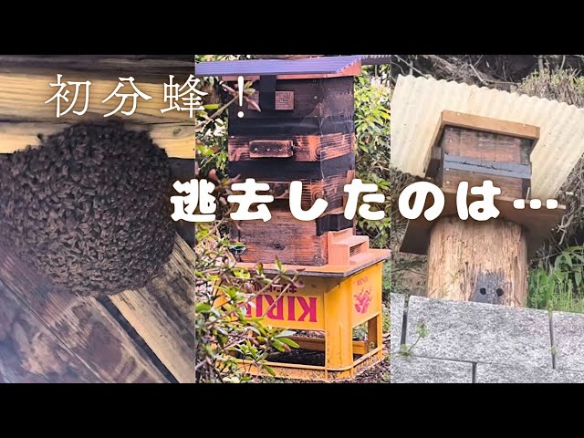 絶望】逃げ出した日本ミツバチが戻ってきた！？捕獲から逃去、奇跡の