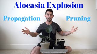 Alocasia Explosion! Taming and Propagating my Elephant Ear Plant