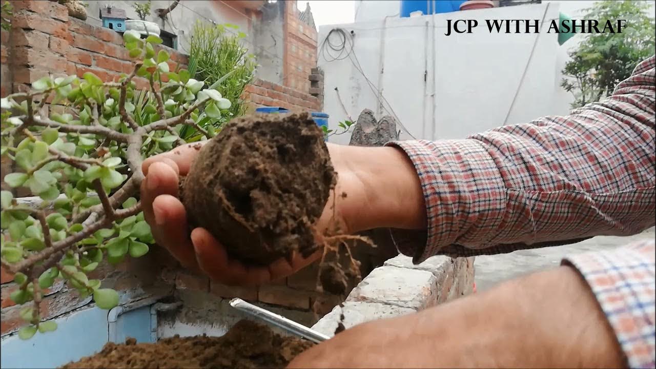 Jade Plant Repotting My Jade or Transplanting Jade Plant In Soil l