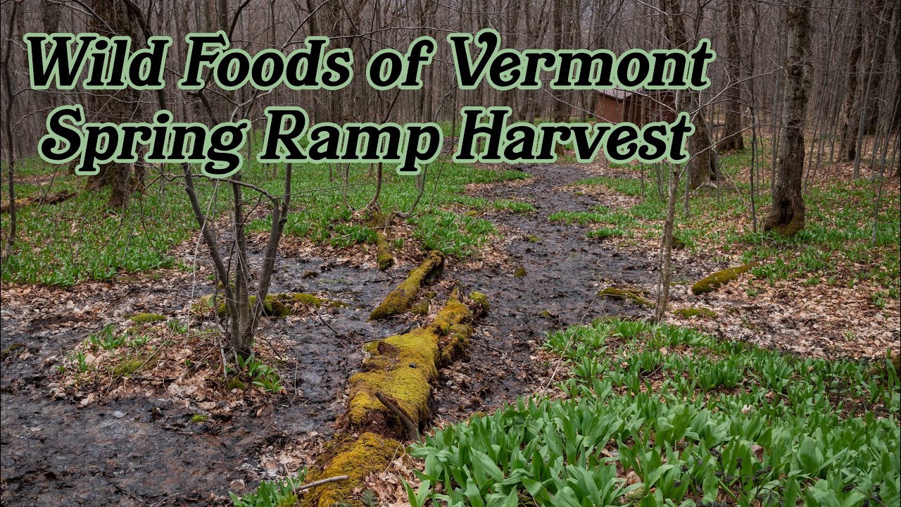 Foraging Ramps (Wild Leeks) in Vermont