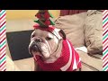 Bulldog “Grinch” Has Hysterical Reaction To EVERYTHING Christmas