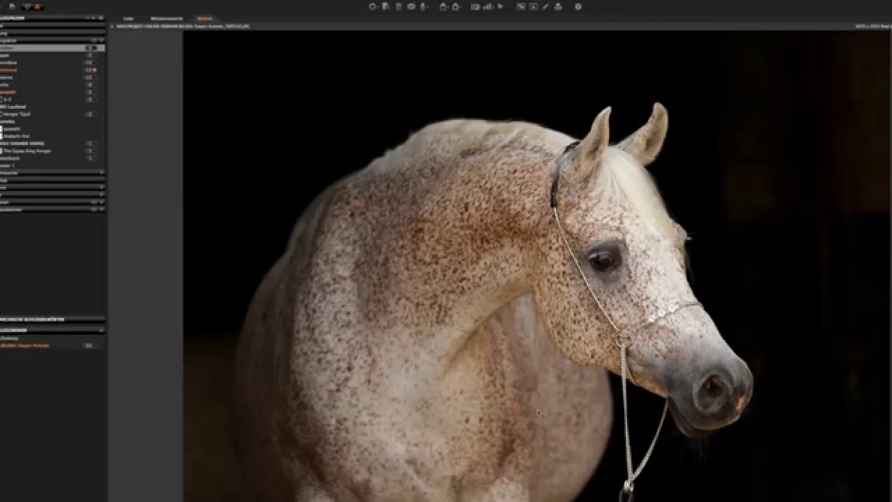 Photo Tutorial Portrait of white horses YouTube