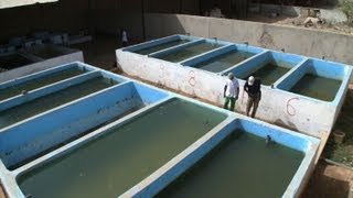 Au Nord du Sénégal, l'État se tourne vers la pisciculture