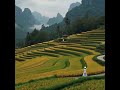 Whispers of the Golden Terraces🎶AIWO 🌏VN | Emotional &amp; unique Vietnamese Music 🎶🌏