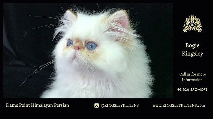 Video 509431: persian himalayan kittens, flame point himalayan persian