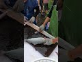 Viral Moment! The Most Satisfying Sight First Hand Live Amberjack Harvest and Instant Processing! 粉鳥