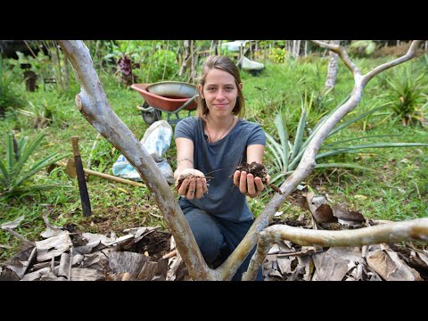 Vídeo: Prevenção de frutos de amoreira - Informações sobre como esterilizar árvores de amoreira