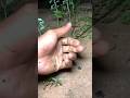 Catch big frogs funny |Try don't laugh |wepwep catching frogs make you laugh#shortsviral