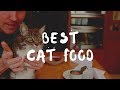 What is Best To Feed Your Cat?