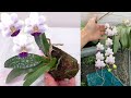 эта ПЕРЕСАДКА ОРХИДЕИ самая простая и ЭФФЕКТИВНАЯ | Orchid Phalaenopsis Su's Glad Kid 'Blue' орхидея