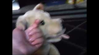 webkinz dance off