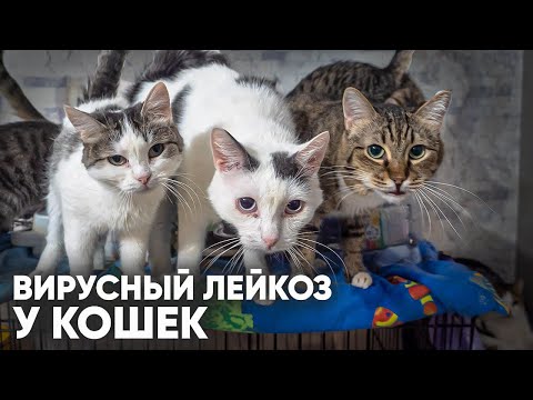 Вирусный лейкоз кошек. Что делать если у кошки лейкоз? Прививки от лейкоза. Лечение лейкоза кошек.