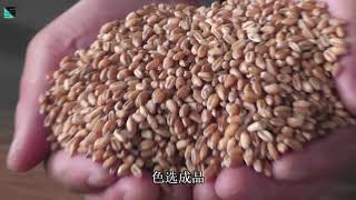 SG Wheat Sorting Machine/Color Sorter Machine