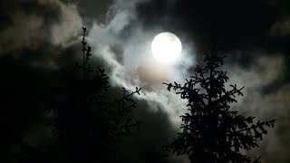 [10 Hours] Cloudy Moon over Windy Forest - Video & Soundscape [1080HD] SlowTV