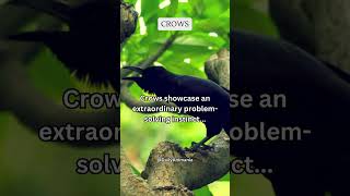 Crows showcase an extraordinary problem solving instinct    #share #subscribe #shorts
