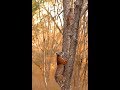 Leopard treed by tigress