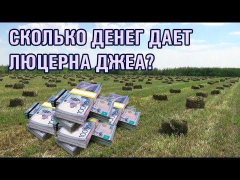 Бейне: Белсенді сары жоңышқа тұқымы