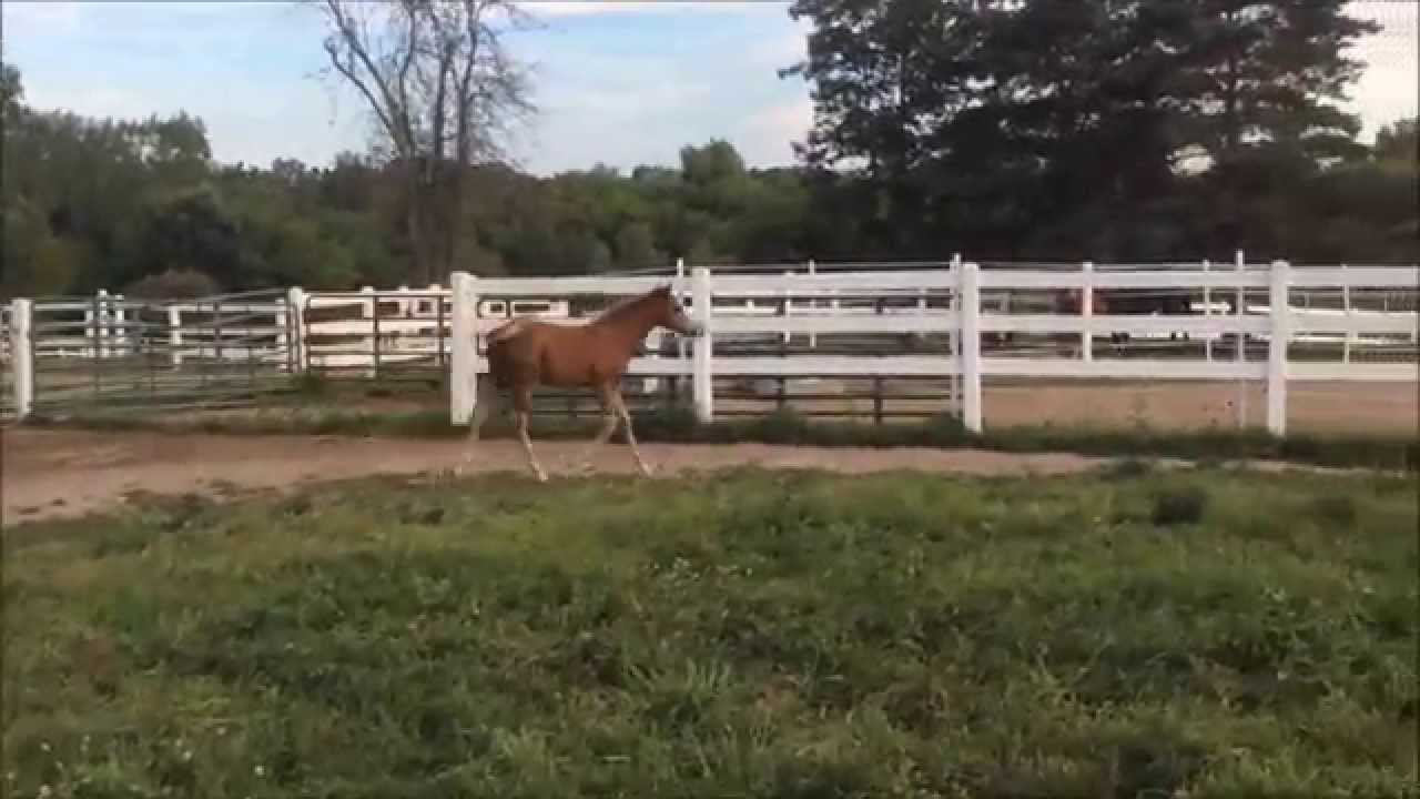 2015 AQHA/APHA colt by World Champion Hesa Cool Hotrod For Sale YouTube