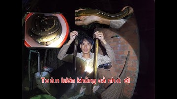 Đi cắm câu lươn gặp toàn lương khủng/Tuấn Vũ TV.