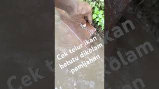 Cek Telur Ikan Betutu #ikanbetutu #ikanbloso #ikanubi #marblegobyfish #ikangabusmalas