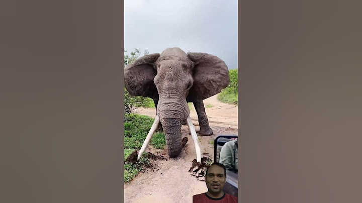 Elephant  Big Tusker Crushes Ground in Powerful Display