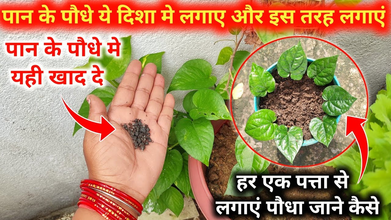 हर एक पत्ते से पान का एक नाया पौधा लगाएं जाने कैसे ? ये डाले खाद पान के पौधे मे और यही दिशा मे लगाएं