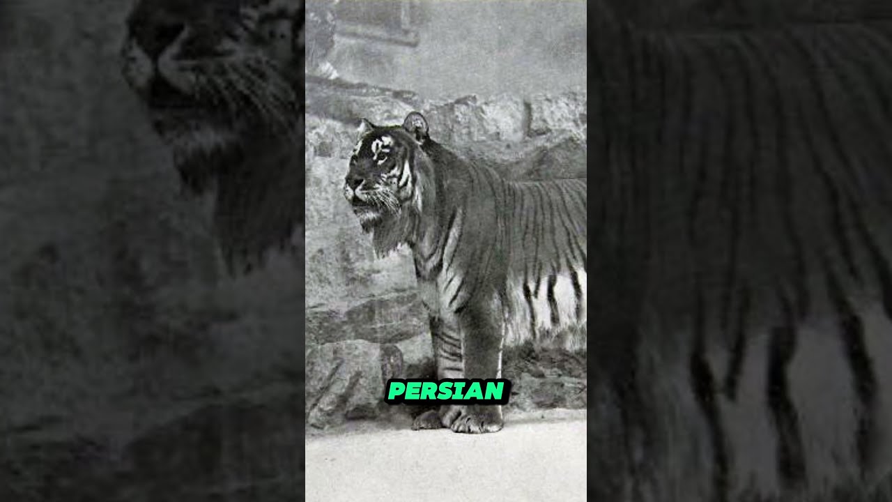 Tigers Species That Went Extinct Animals Extinctanimals
