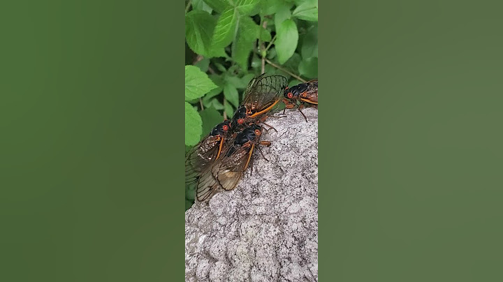 Cicada Sounds