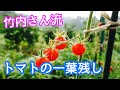 【自然菜園】トマトを育てている人必見！竹内さんに学ぶ『トマトの一葉残し』