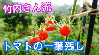 【自然菜園】トマトを育てている人必見！竹内さんに学ぶ『トマトの一葉残し』