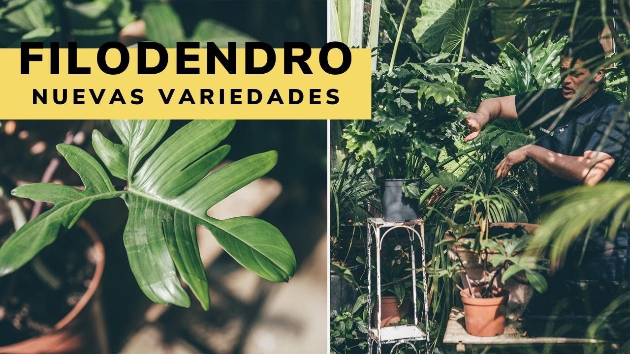 Nuevas variedades de filodendros o Philodendron - Bricomanía - Jardinatis