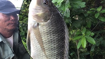 Cắm Câu Thỉnh Thoảng Đụng Rô Phi Khủng | fishing for a living 147