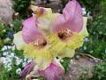 Gladiolo Mon Amour / Gladiolus / Sword lily / Glaïeuls / Гладиолус / Gladiola / Espadilla