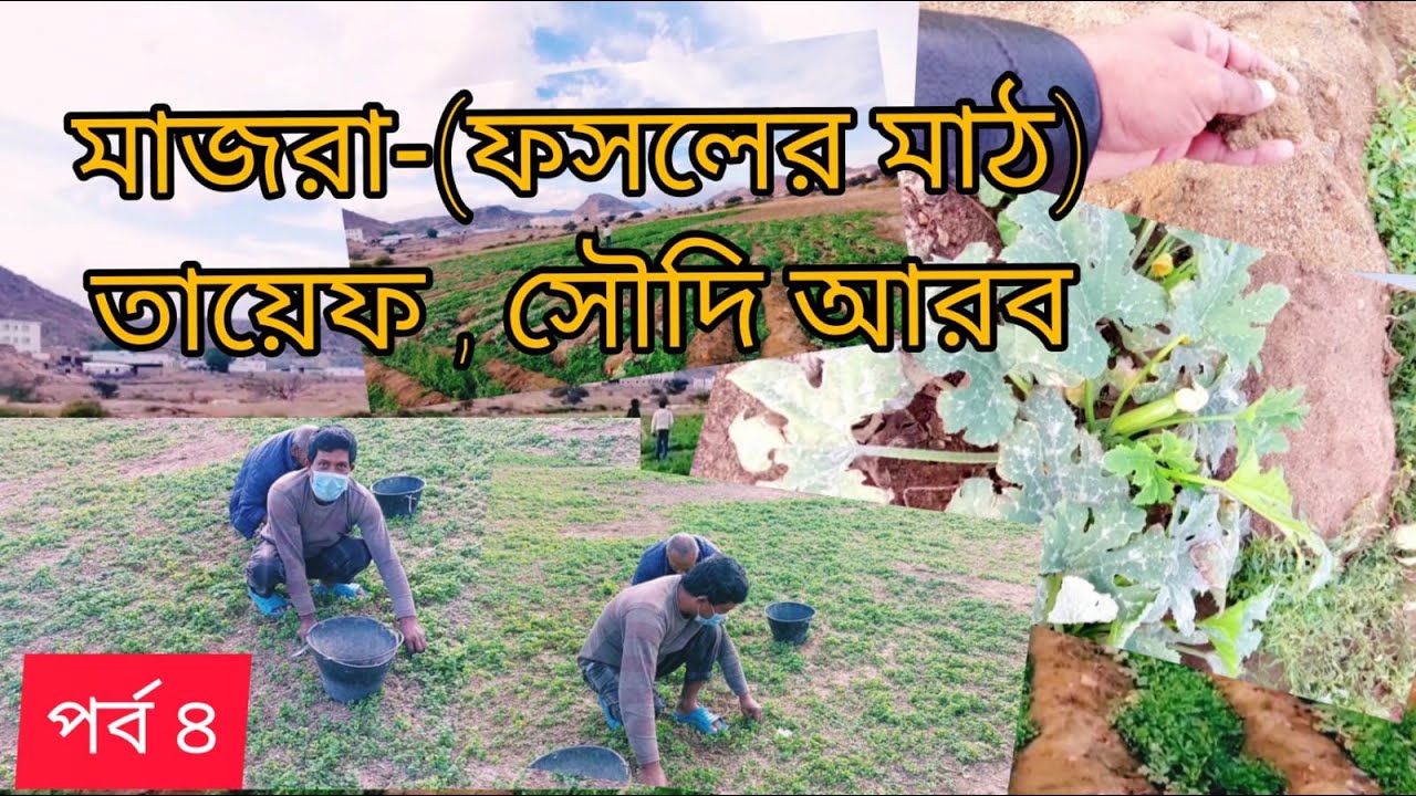 মাজরা- তায়েফ ,সৌদি আরব পর্ব (৩) | The third episode of Taif, Saudi Arabia vegetable field |