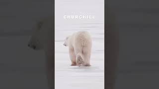Welcome to Churchill, Manitoba 🇨🇦 #polarbear #canada #shorts #wildlife #travelblogger
