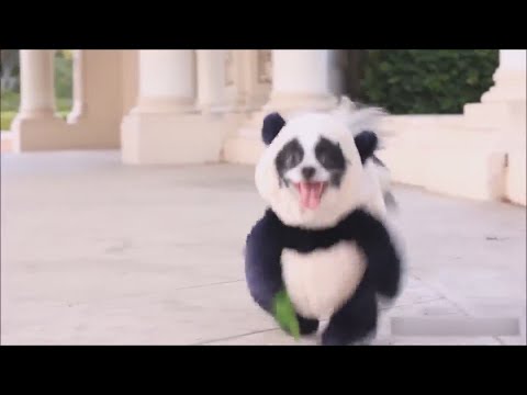 Video: Pet Scoop: Model de Câini de Salvare pentru Ralph Lauren, Fani Copleșesc Panda Cam