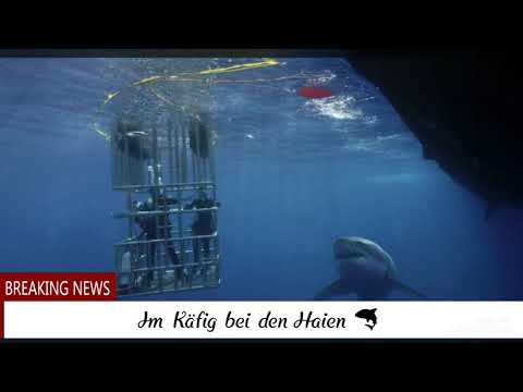 Video: Massentötungen Von Haien In Pazifischen Gewässern Fordern Maßnahmen - Matador Network