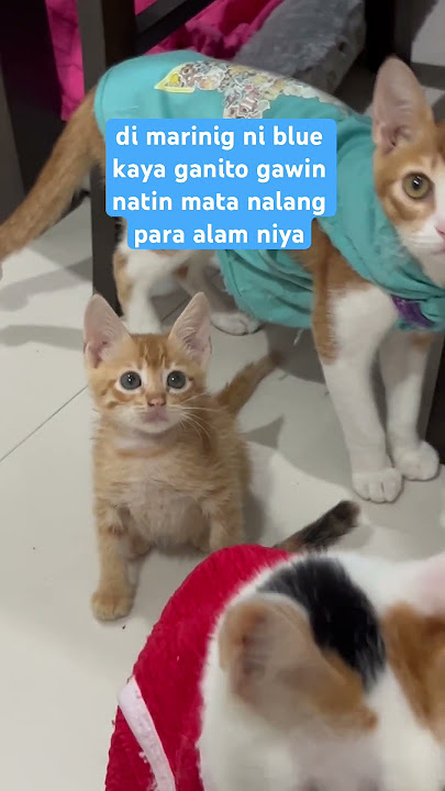 blue at mikmok ang cute nilang tingnan nasunod sila #catslife #cutecat #eyesonyou