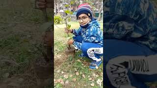 How to Plant A Jamun Tree