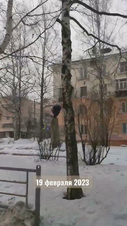Нижний Тагил погода 19 февраля - YouTube