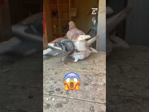 IT’S TOO LATE | THE JEALOUS PIGEONS | PIGEON MATING #shorts #racingpigeon #kabootar