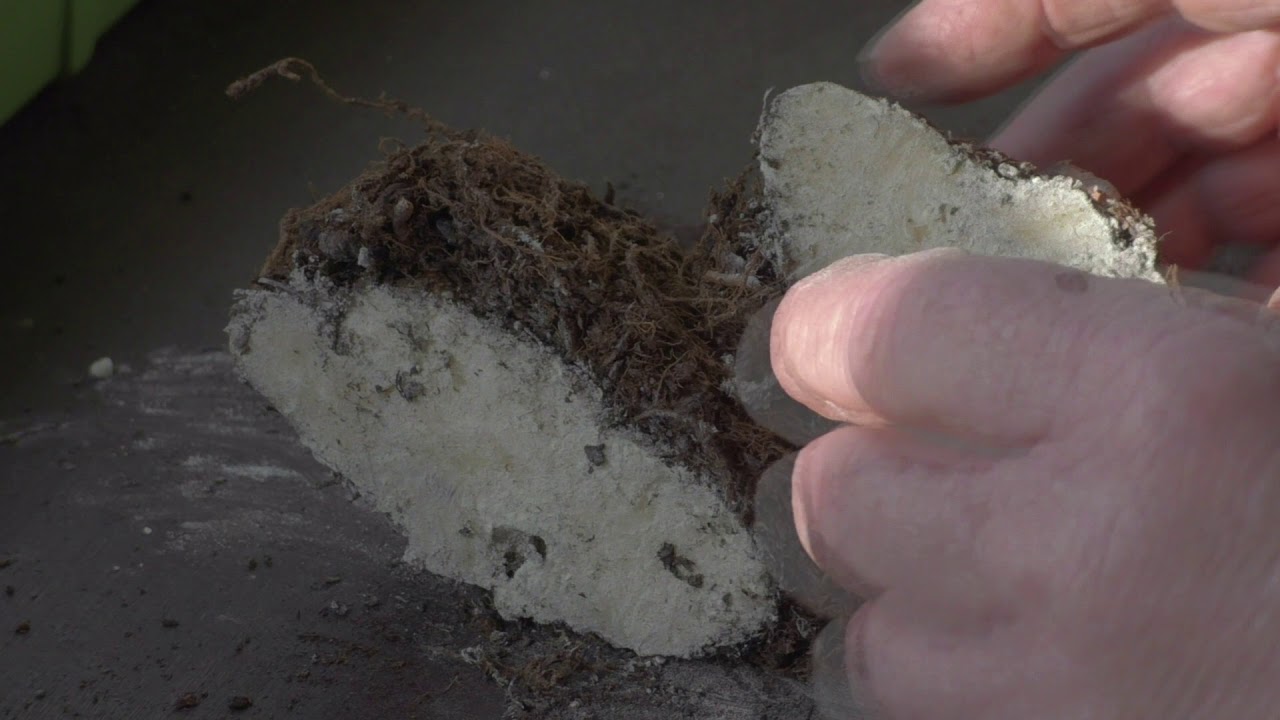 Begonias - Cutting Large Corms