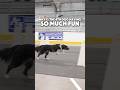 A dog has SO MUCH FUN