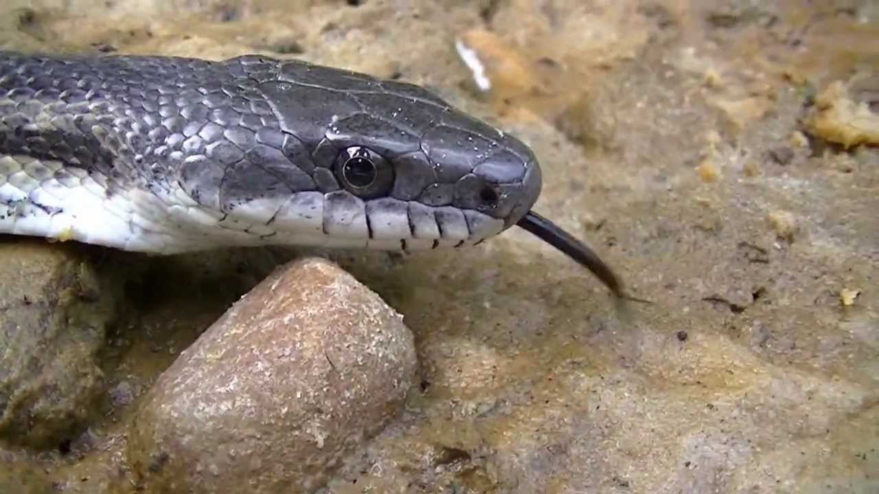 Gray Rat Snake 