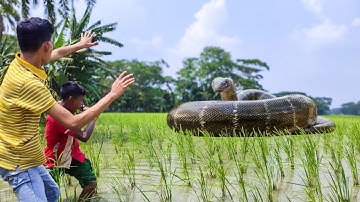 Anaconda Snake in Road | Anaconda Snake Attack On Village Boy In Forest | Fun Made Movie Part 11