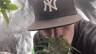 [UPDATE] Last day of week 2 of veg cycle for pineapple express & thug roze clones!!