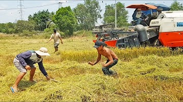 Máy cắt lúa Dc70 chạy nhanh chuột nhiều bắt không kịp ở miếng lúa cuối đồng này | Rice Harvester